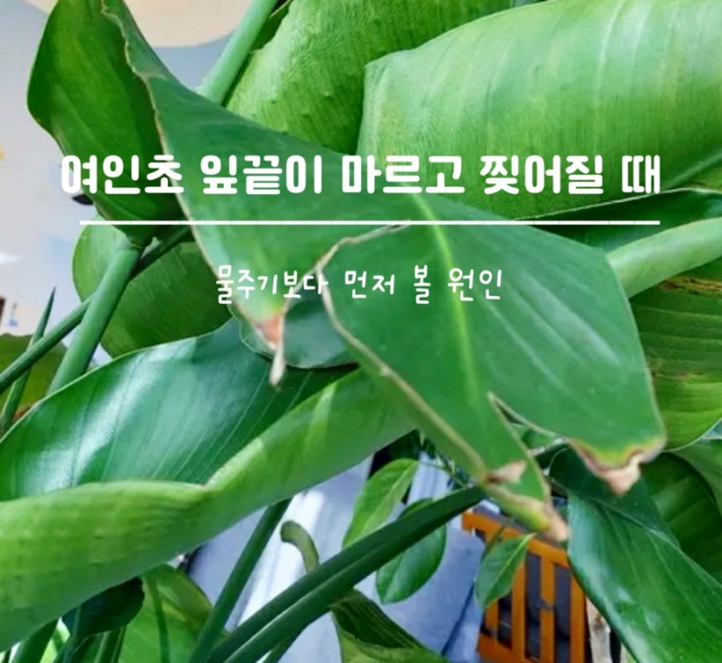 여인초 잎마름과 잎 찢어짐, 갈색으로 변할 때 확인할 것