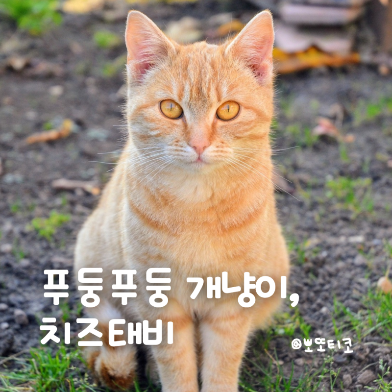 코리안숏헤어 치즈고양이 성격 분석 | 푸둥푸둥한 개냥이의 모든 것