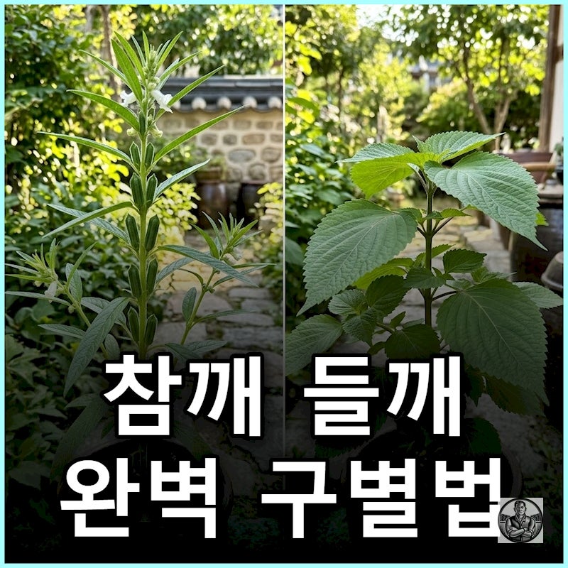 "깻잎이 아니네?" 참깨 들깨 차이, 잎 모양부터 수확 시기까지 완벽 정리