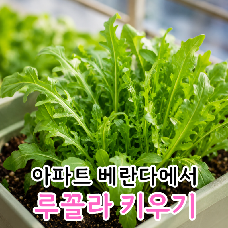 집에서 루꼴라 키우기 성공하는 법, 베란다 파종부터 먹는 방법까지