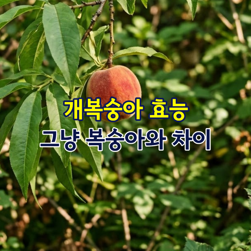 개복숭아 효능, 그냥 복숭아와 차이 뭐가 다를까?
