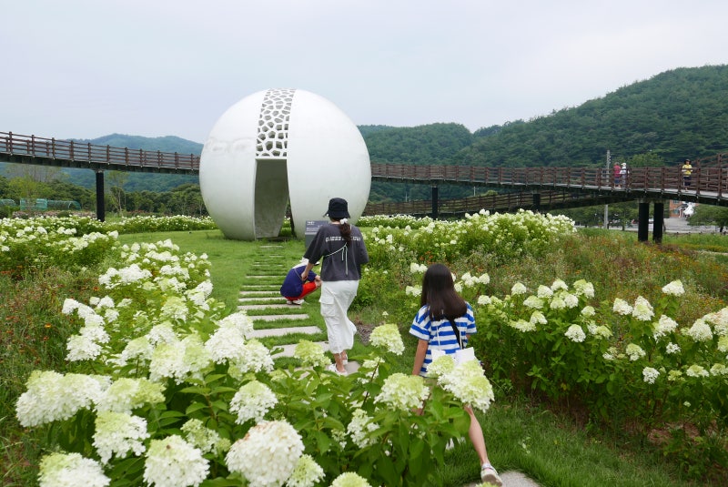 나무수국 여름 수국 꽃말 키우기 원추 수국 화분관리법