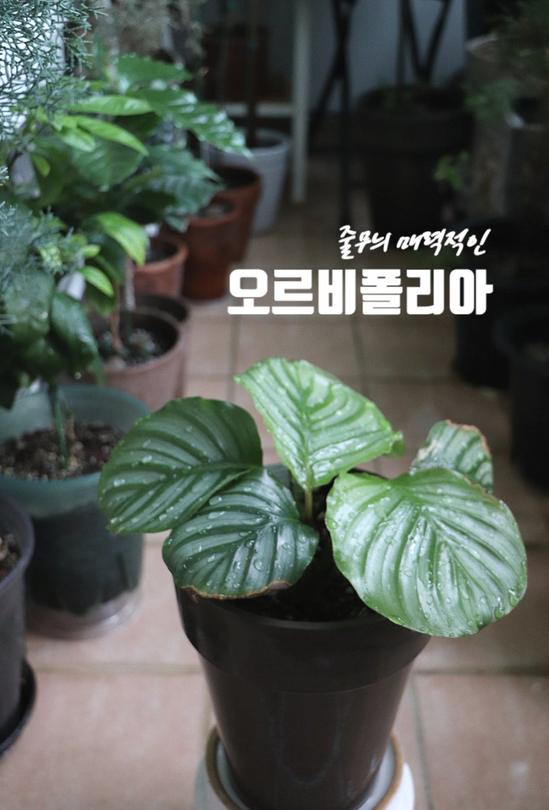 줄무늬 매력적인 칼라데아 오르비폴리아 잎마름부터 가을맞이까지