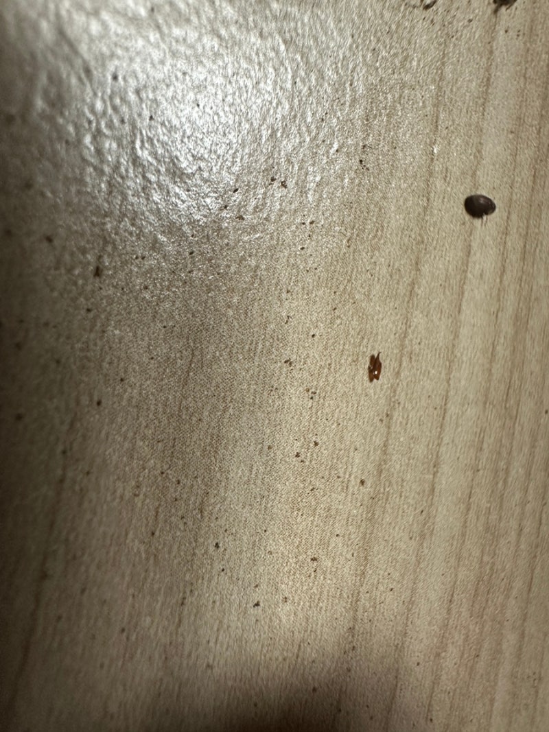 [실제 경험] 권연벌레 원인 찾아내고 한 번에 끝낸 퇴치 과정