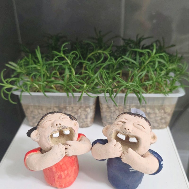 칠전팔기 로즈마리 키우기