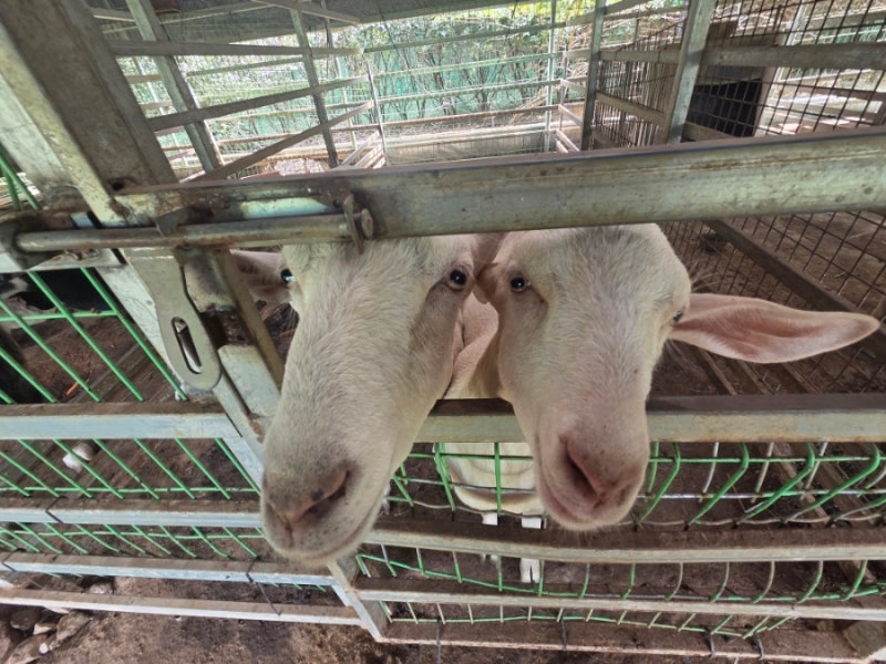주말 아이와 뭐하지? 고양 일산 꼬꼬체험관에서 동물들과 특별한 하루일산 체험, 일산 동물....
