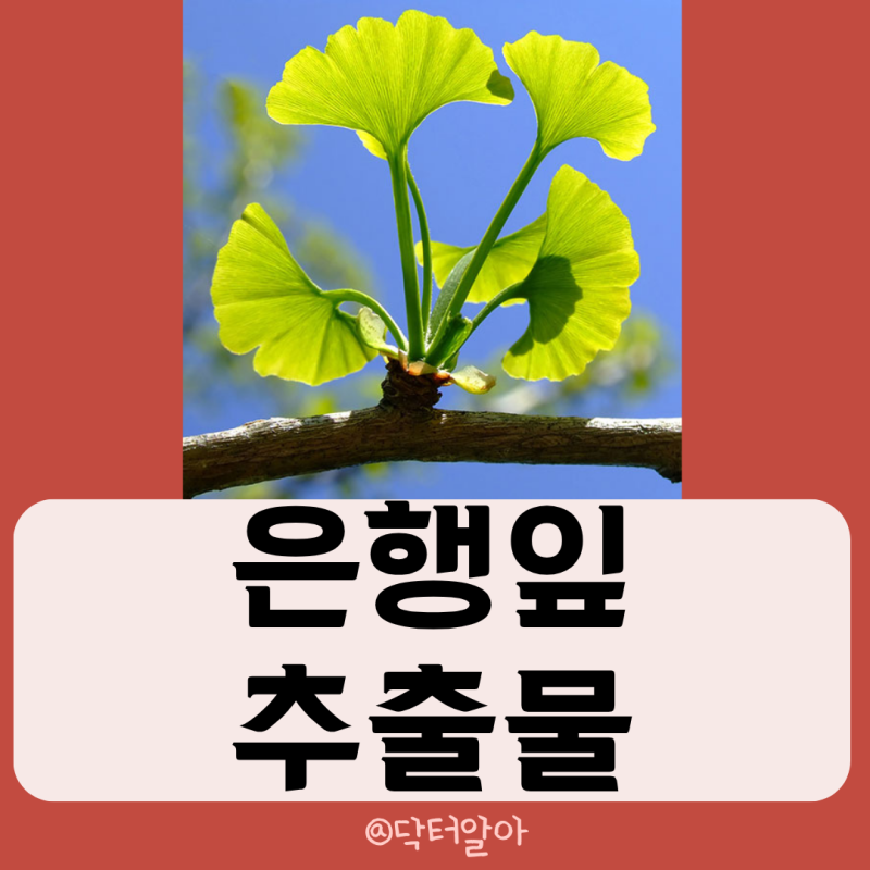 의사가 설명하는 은행잎추출물 효능 효과 부작용 권장량 복용법
