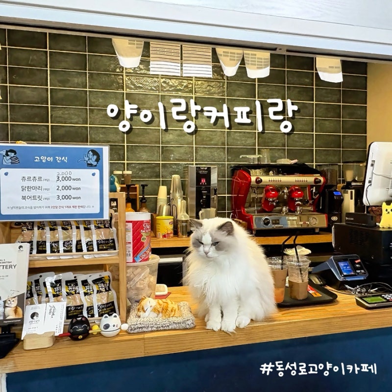 [대구 동성로 고양이 카페] 비 오는 날 아이와 함께 실내 데이트, ‘양이랑커피랑’ 다녀왔어....
