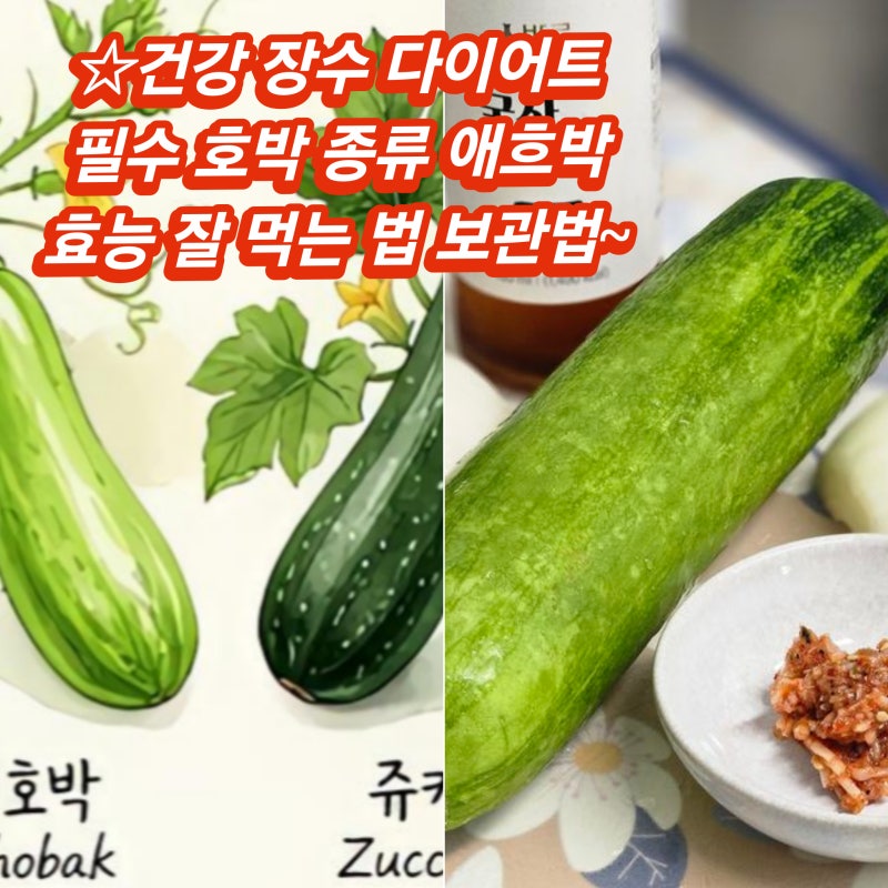 변비 예방 호박 종류 애호박 효능 잘 먹는 법 보관법~쥬키니 늙은호박 단호박 조선호박 다이....