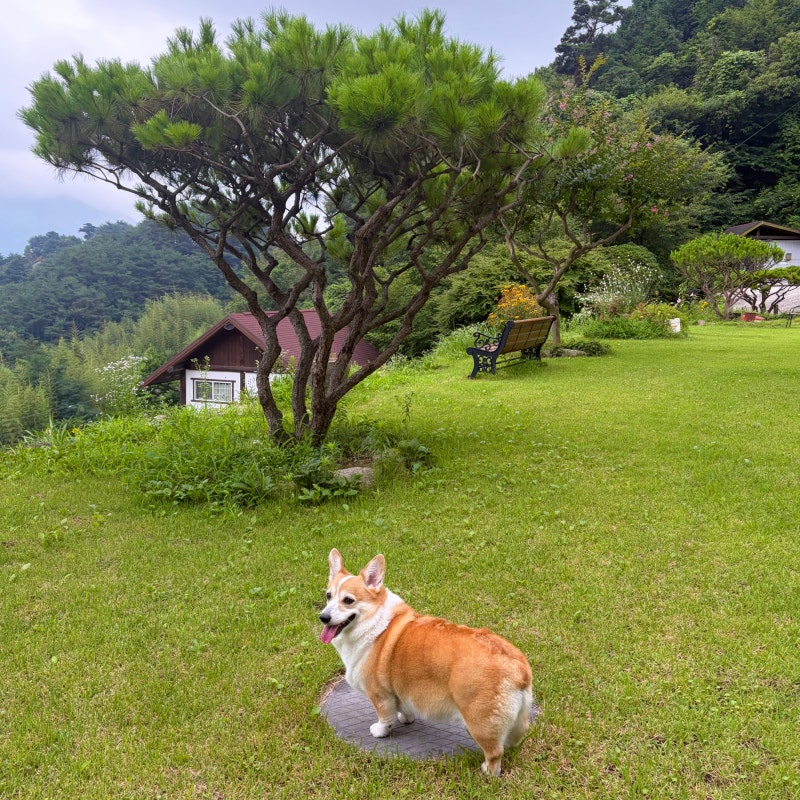 구례 하동 반려견 동반 가족 여행 [ 화엄사 / 삼성궁 / 빙구례 / 목월빵집 / 화개장터 / 청운식....