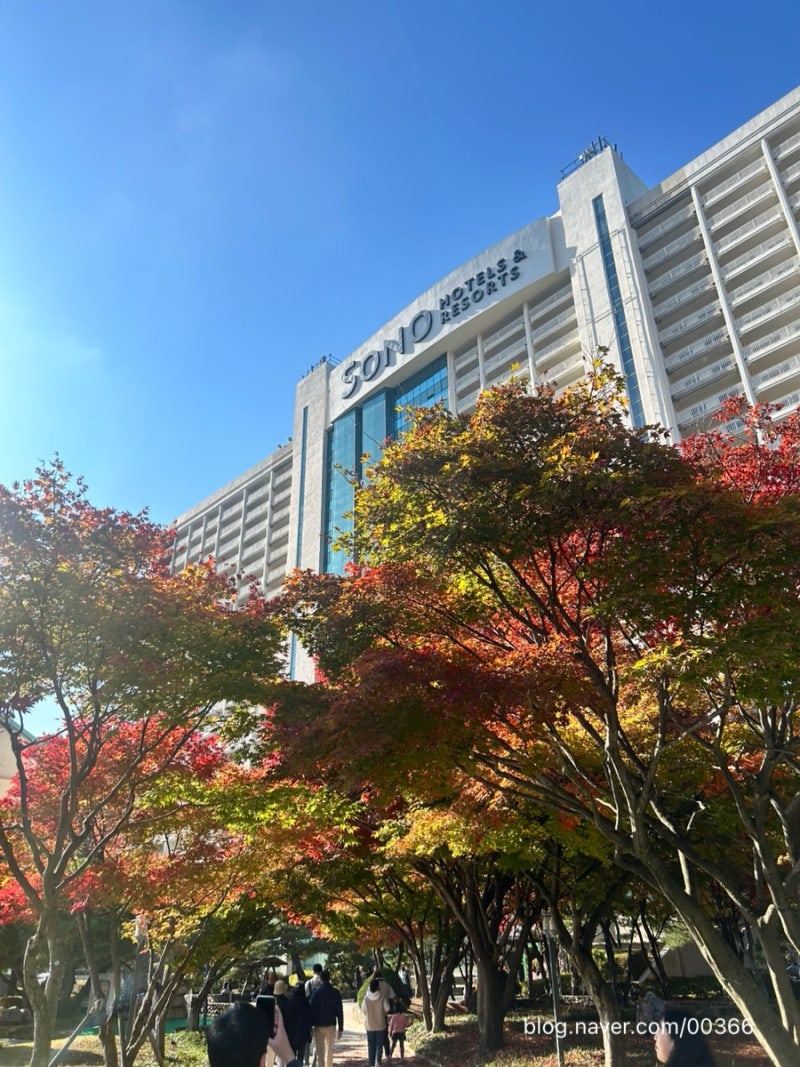 11월 홍천 가볼만한곳｜단풍 보러 다녀온 소노벨 비발디파크 가을 여행