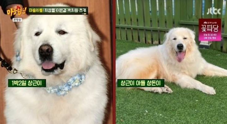 지상렬, 1박2일 상근이 아들 상돈이 18년 품은 반려견 사랑
