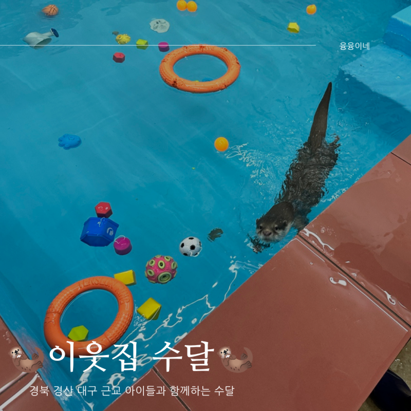 경북 경산 대구 근교 아이들과 함께하는 수달, 실내 동물원 카페 추천
