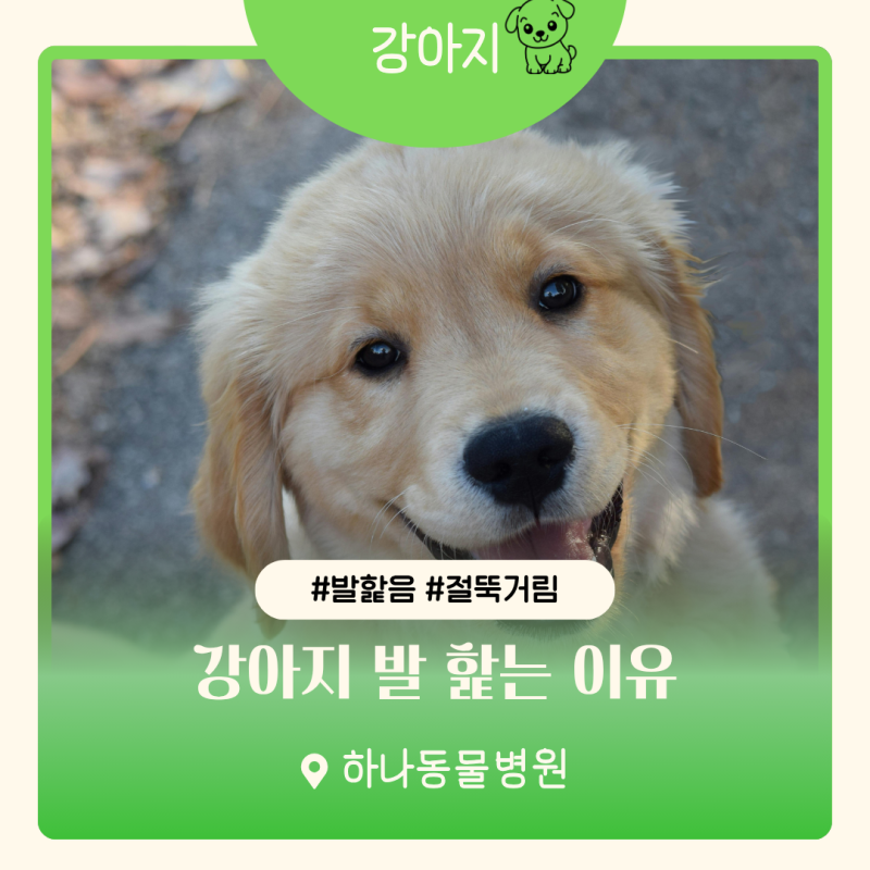 강아지 발 핥는 이유 그냥 습관은 아니에요