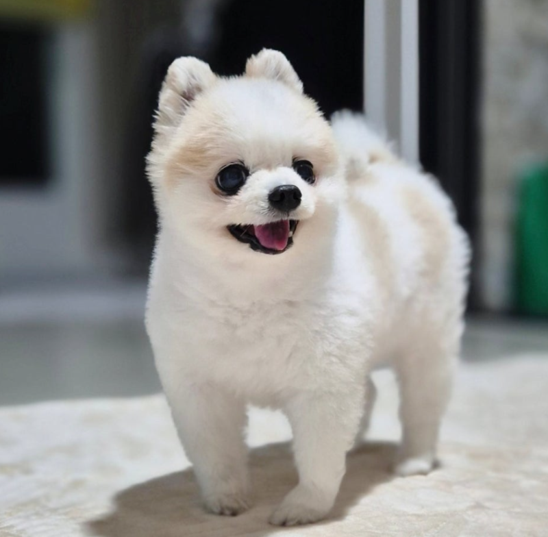 강아지 당뇨 증상과 원인, 혈당이 높고 물을 많이 마신다면