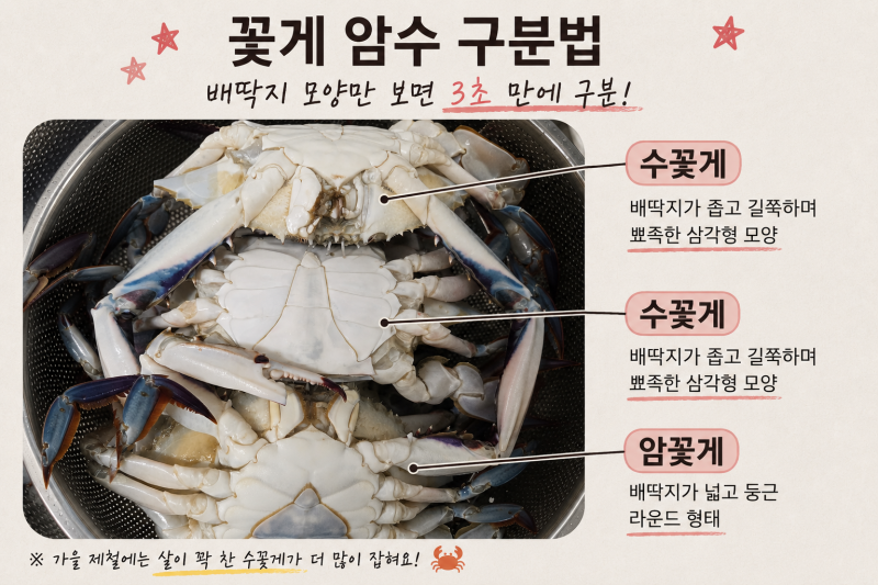 가을 꽃게철, 암꽃게보다 수꽃게? 배딱지만 보면 3초 만에 구분됩니다