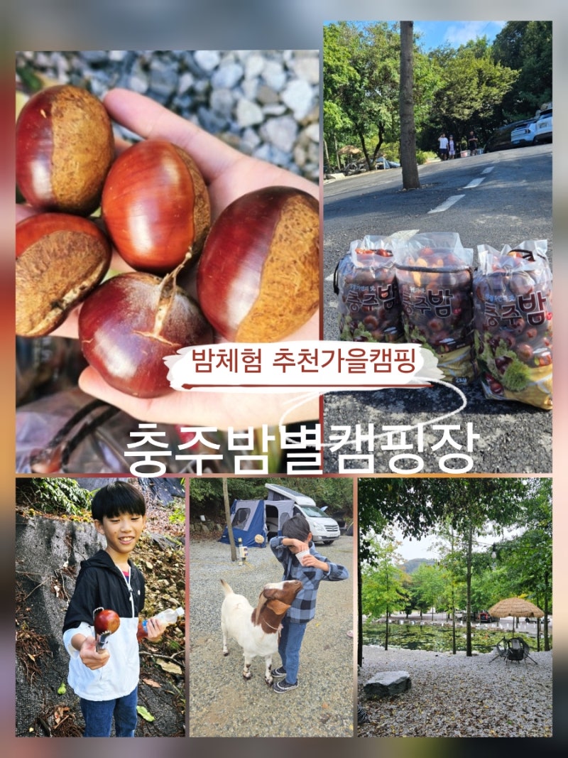 충주 밤별캠핑장 - 추석여행 가을캠핑 추천, 밤 줍기 동물 체험 온수수영장까지