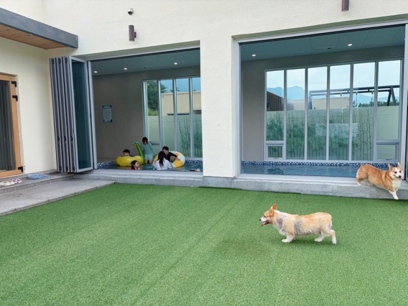 경주 로이스애견풀빌라 애견동반 숙소 애견동반 풀빌라 방문후기