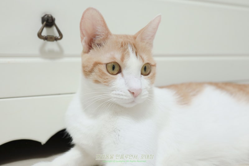 고양이 링웜 원형 탈모, 피부병 때문에 동그랗게 빠질까?