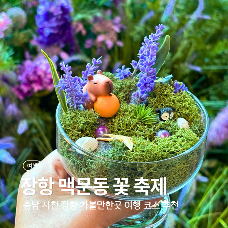 실시간 2026 장항 맥문동 꽃 축제 개화시기 충남 서천 장항 가볼만한곳 실내 여행 코스