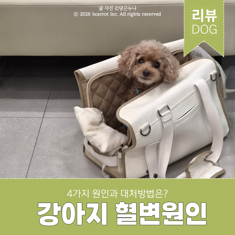 강아지 혈변 이유 4가지와 관리방법은?