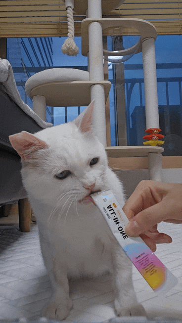 고양이 영양제) 조공 이지케어 올인원츄르로 간식과 영양을 한번에 해결