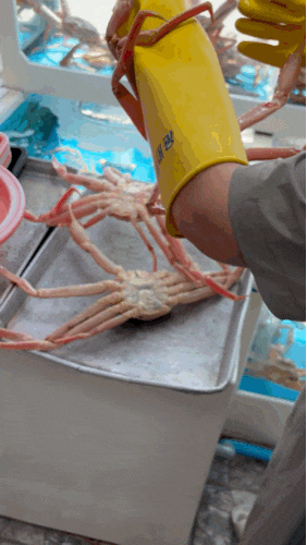 [영덕]강구항 영덕대게맛집 , 백문이불여일견 최고 신선도의 대게찾기