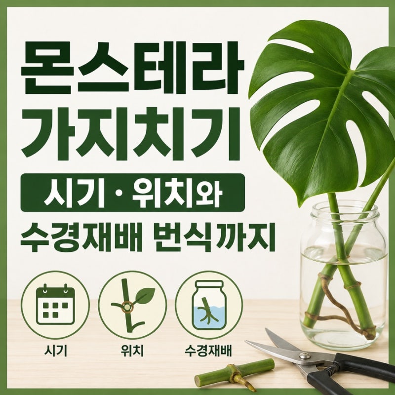 몬스테라 가지치기 방법, 시기·위치와 수경재배 번식까지