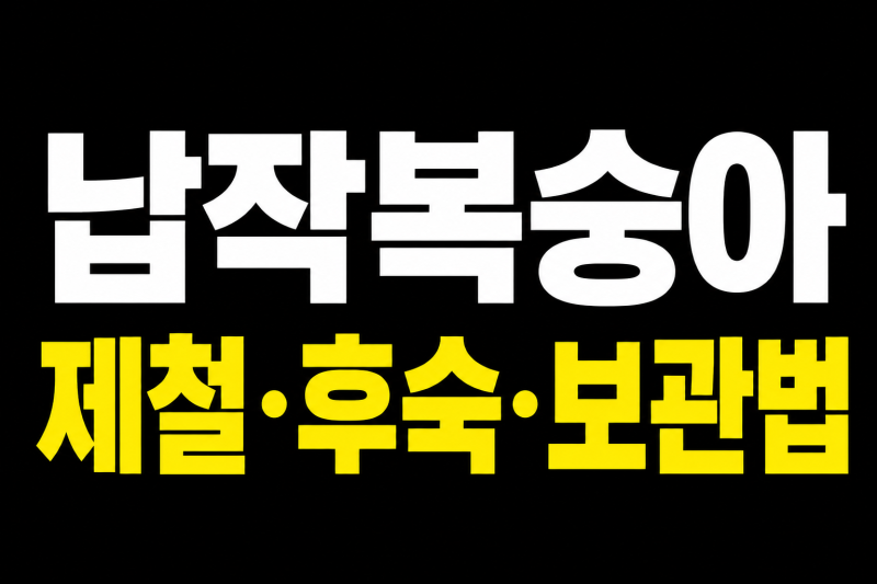 # 납작복숭아 제철 언제일까? 맛부터 후숙·보관법까지 총정리