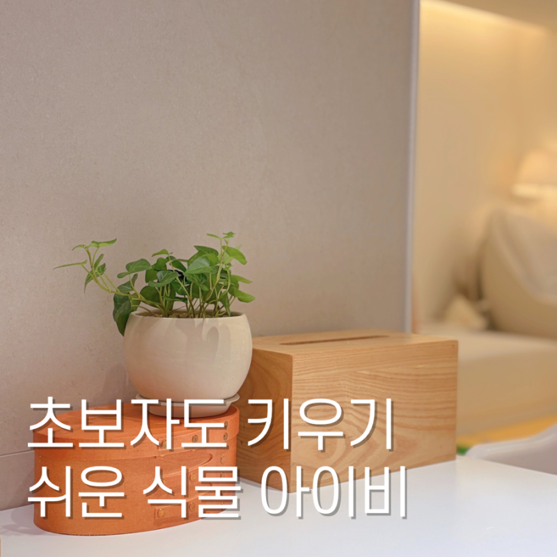 플랜테리어 아이비 생화 키우는 방법 물주기 키우기 쉬운 식물 추천