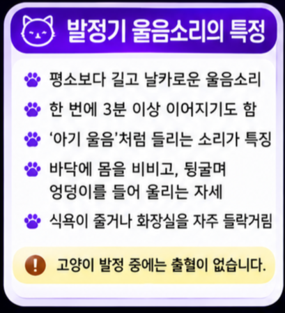고양이 발정기 울음소리 특징과 기간, 대처법 정리