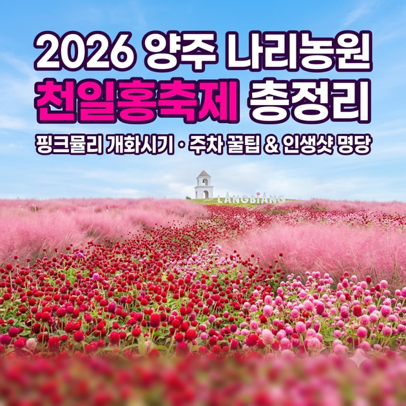 [양주 나리농원 천일홍축제] 2026 개장일·입장료 & 핑크뮬리 개화현황 주차 꿀팁