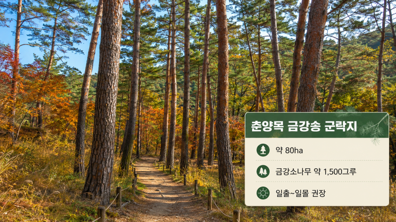 2026 봉화 가을 여행｜국립백두대간수목원·춘양목 숲길 하루 코스