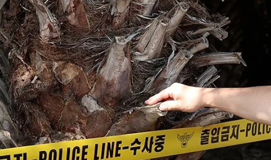 제주 장모씨 실종 사건, 경찰은 왜 야자수 농장에서 ‘목맴 가능’ 재현까지 했나