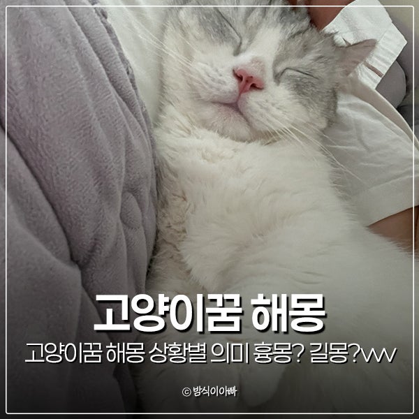 고양이꿈 해몽 상황별 의미 흉몽? 길몽?