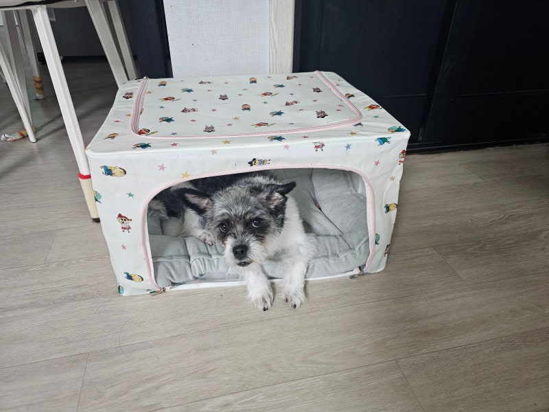 다이소 부직포 수납함 강아지집 diy, 이렇게 만들었어요