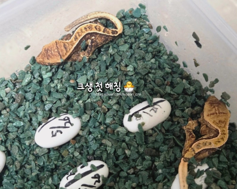 크레스티드게코 집사 첫 해칭 | 윤석민 도마뱀 우리집도 벌써 30마리