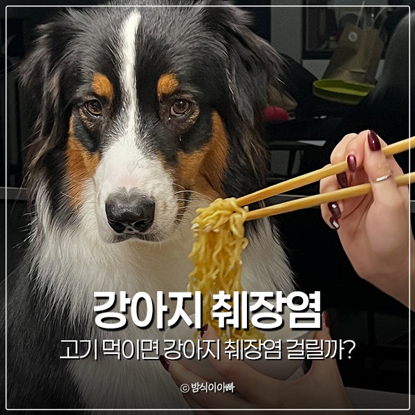 고기 먹이면 강아지 췌장염 걸릴까? 증상과 원인