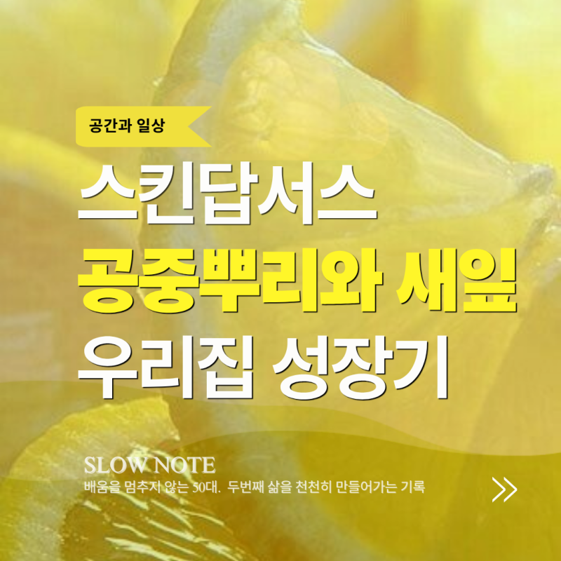 스킨답서스 물 주기, 여름에는 얼마나 줘야 할까? 공중 뿌리와 새잎 관리법