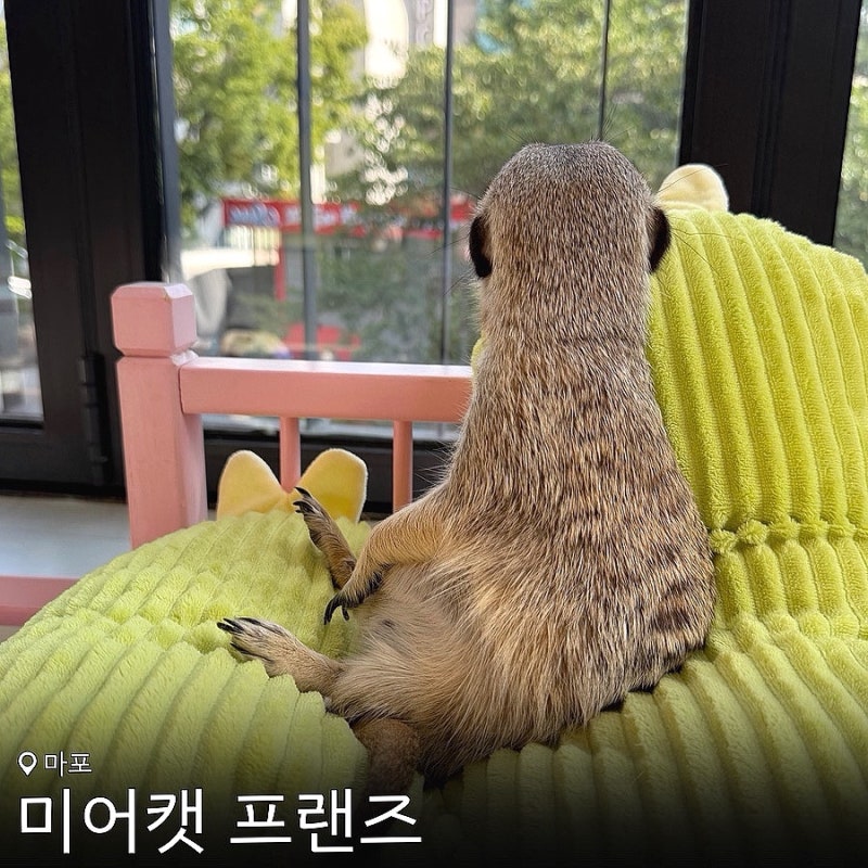 홍대 놀거리 미어캣 프랜즈 서울 동물원 데이트 추천