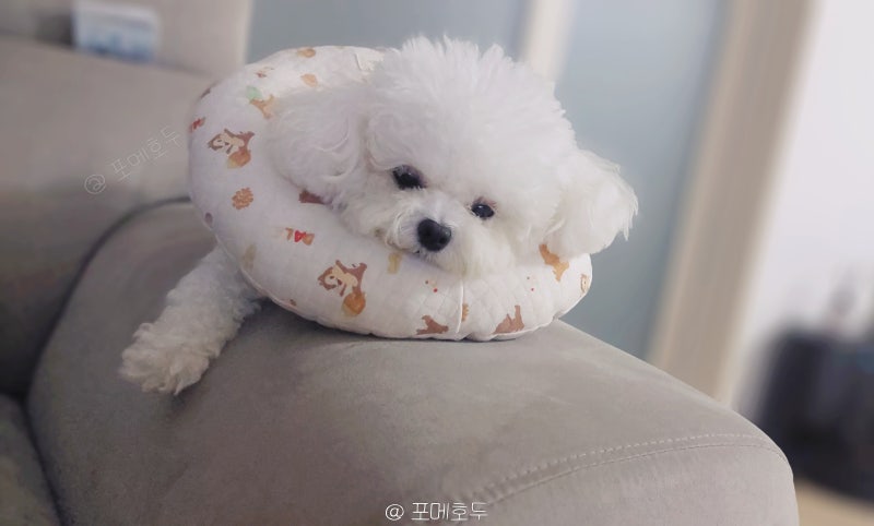 강아지 가려움증 두드러기 반복된다면? 면역력 점검 필수