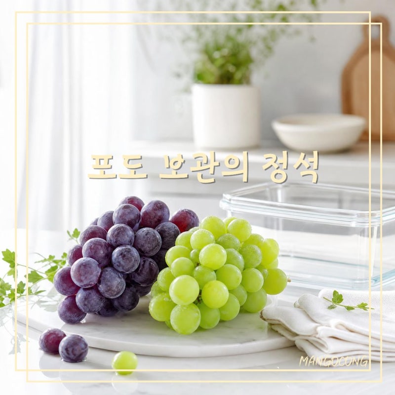 포도 보관법 세척법, 씻어서 냉장보관하면 안 되는 이유