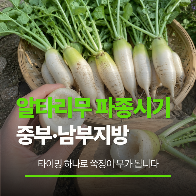"일주일만 늦어도 무에 바람이 듭니다" 알타리무(총각무) 파종시기
