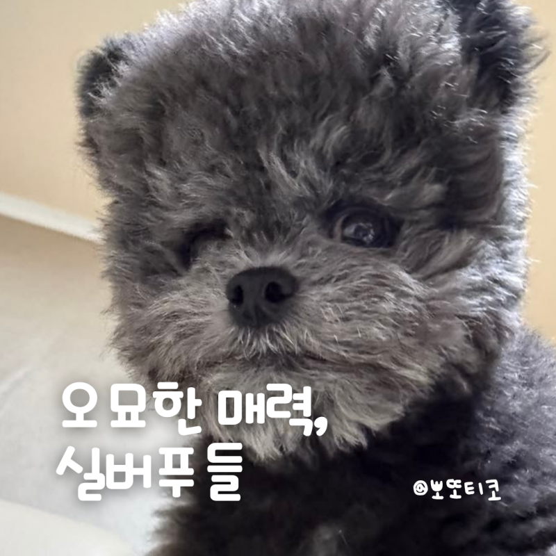 회색푸들(실버푸들) 성격·분양 가격 | 검은 강아지가 은빛으로 반전 매력