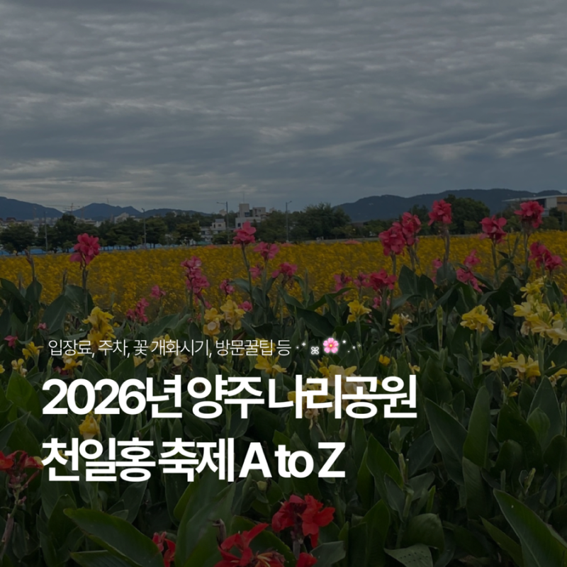 2026 양주 나리공원 천일홍 축제 총정리｜입장료·주차·꽃 개화시기·방문 꿀팁 등