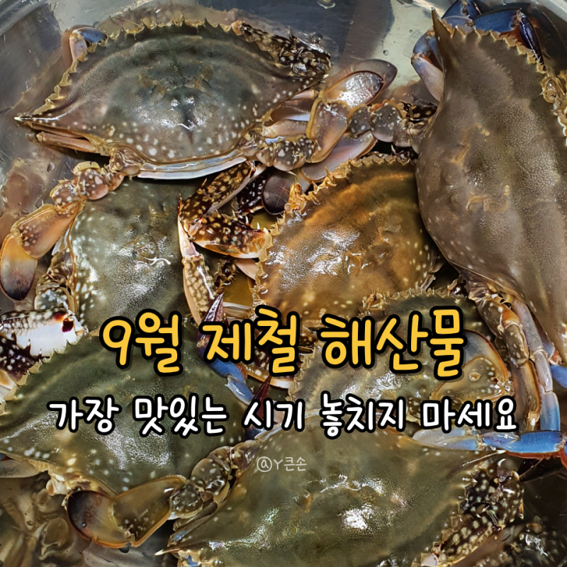 9월 제철 해산물 뭐가 있을까? 가을 전어 꽃게 대하 고등어