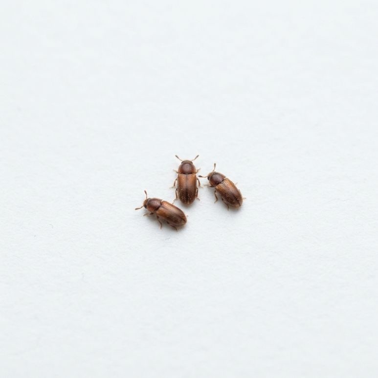 권연벌레 방역, 특징부터 서식지까지 한 번에 정리