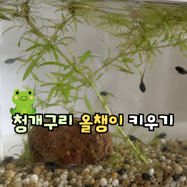 청개구리 올챙이 키우기, 수명 먹이 뒷다리 앞다리 시기