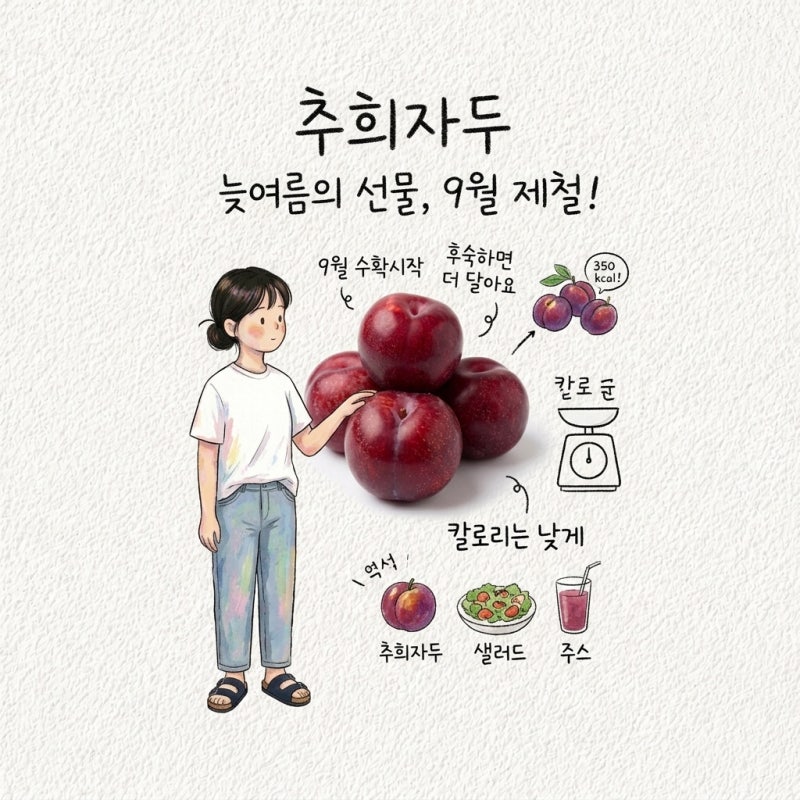 추희자두 뜻 수확시기 제철 후숙 맛 당도 칼로리 고르는법 보관법 먹는법