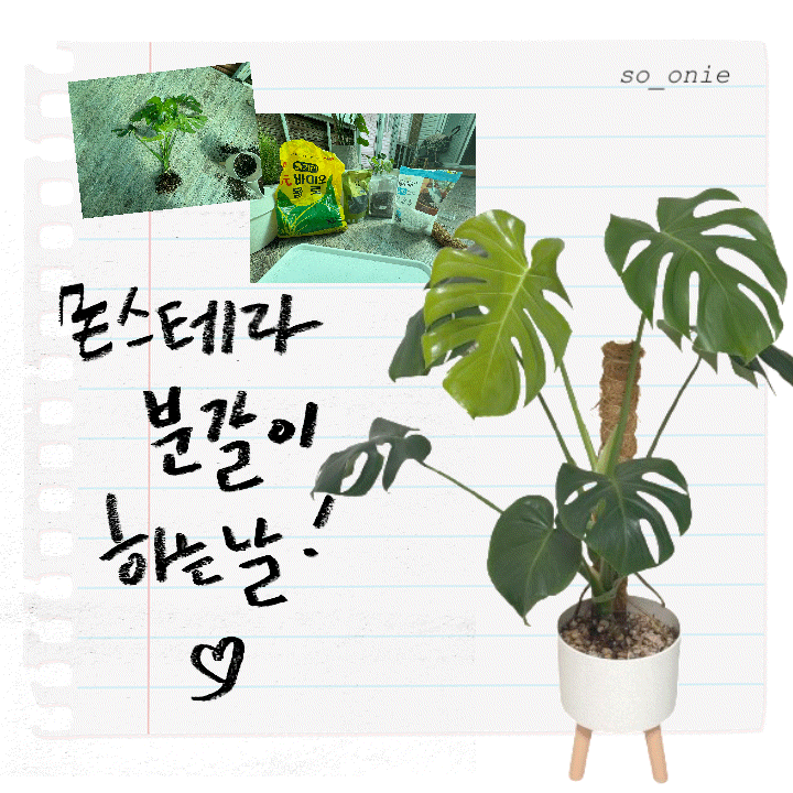 몬스테라 분갈이 이때 해주세요! 뿌리 정리, 흙 배율, 분갈이 후 물주기까지